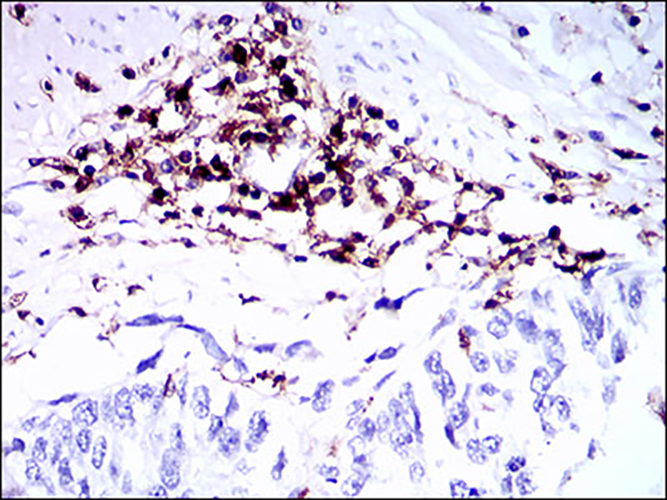 CD45 Mouse Monoclonal Antibody | 鼠单抗 | EnkiLife恩玑生命