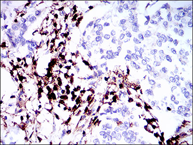 CD45 Mouse Monoclonal Antibody | 鼠单抗 | EnkiLife恩玑生命