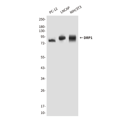 DRP1 Mouse Monoclonal Antibody | 鼠单抗 | EnkiLife恩玑生命