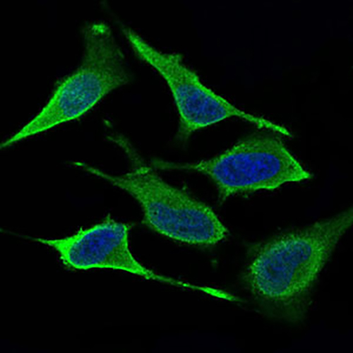 DRP1 Mouse Monoclonal Antibody | 鼠单抗 | EnkiLife恩玑生命