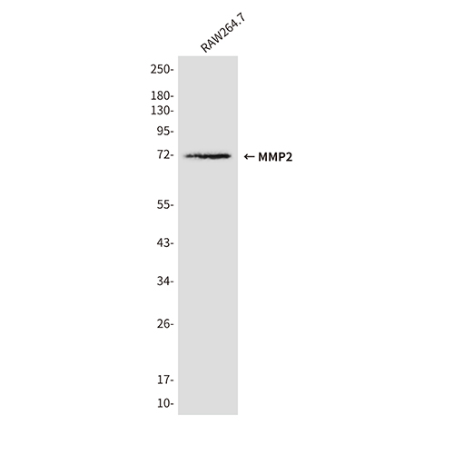 MMP2 (3A8) Mouse Monoclonal Antibody | 鼠单抗 | EnkiLife恩玑生命