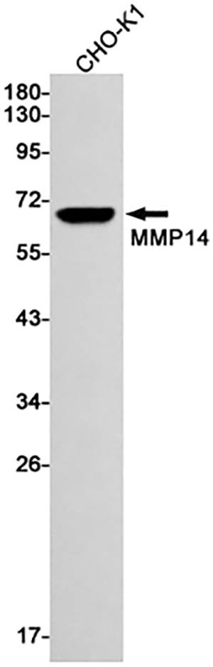 MMP14 Rabbit Monoclonal Antibody | 兔单抗 | EnkiLife恩玑生命