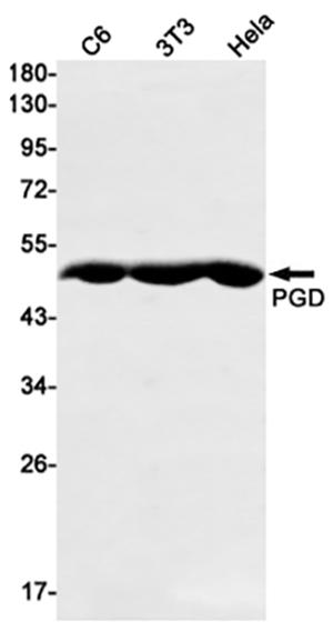 PGD Rabbit Monoclonal Antibody | 兔单抗 | EnkiLife恩玑生命