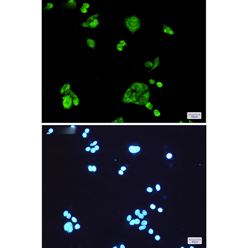 PGD Rabbit Monoclonal Antibody | 兔单抗 | EnkiLife恩玑生命