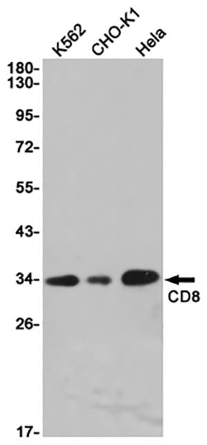 CD8 alpha Rabbit Monoclonal Antibody | 兔单抗 | EnkiLife恩玑生命