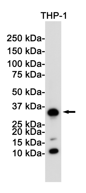 CD8 alpha Rabbit Monoclonal Antibody | 兔单抗 | EnkiLife恩玑生命
