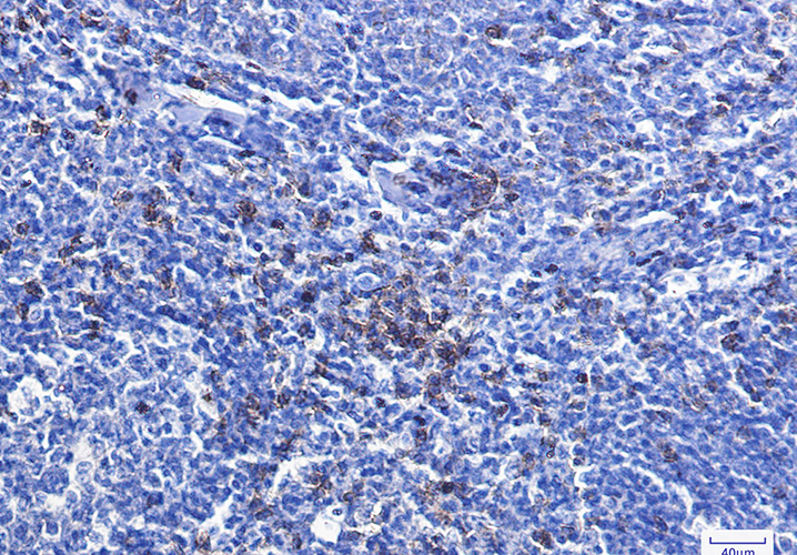 CD8 alpha Rabbit Monoclonal Antibody | 兔单抗 | EnkiLife恩玑生命