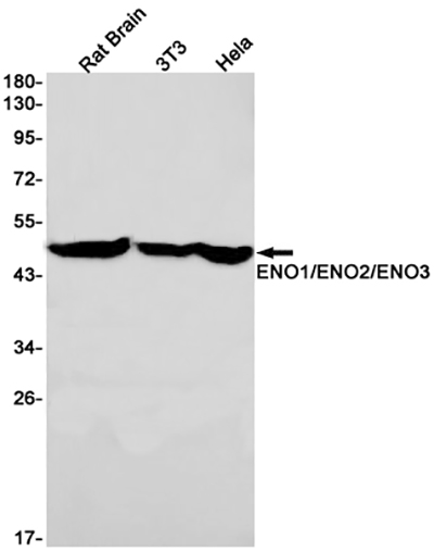 ENO1/2/3 Rabbit Monoclonal Antibody | 兔单抗 | EnkiLife恩玑生命