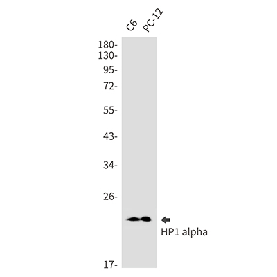 HP1 alpha Rabbit Monoclonal Antibody | 兔单抗 | EnkiLife恩玑生命