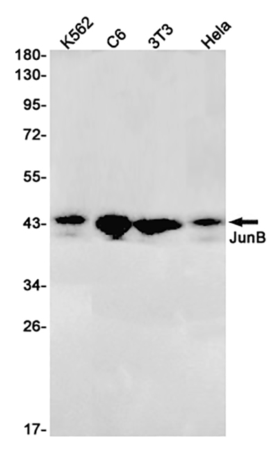 JunB Rabbit Monoclonal Antibody | 兔单抗 | EnkiLife恩玑生命