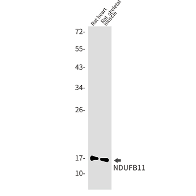 NDUFB11 Rabbit Monoclonal Antibody | 兔单抗 | EnkiLife恩玑生命