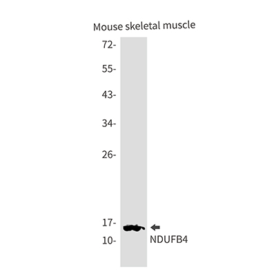 NDUFB4 Rabbit Monoclonal Antibody | 兔单抗 | EnkiLife恩玑生命