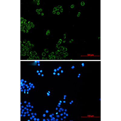 NDUFB4 Rabbit Monoclonal Antibody | 兔单抗 | EnkiLife恩玑生命