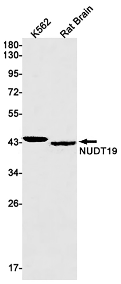 NUDT19 Rabbit Monoclonal Antibody | 兔单抗 | EnkiLife恩玑生命