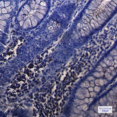 NUDT19 Rabbit Monoclonal Antibody | 兔单抗 | EnkiLife恩玑生命
