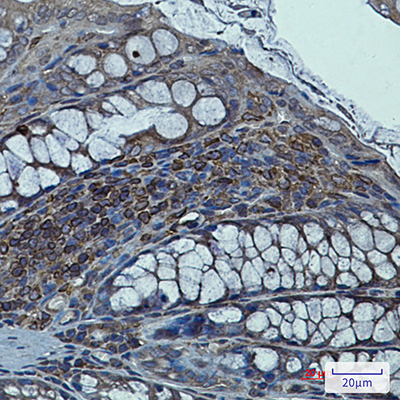 Syntrophin alpha 1 Rabbit Monoclonal Antibody | 兔单抗 | EnkiLife恩玑生命