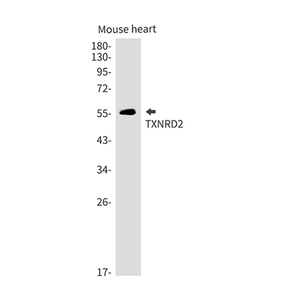 Thioredoxin Reductase 2 Rabbit Monoclonal Antibody | 兔单抗 | EnkiLife恩玑生命