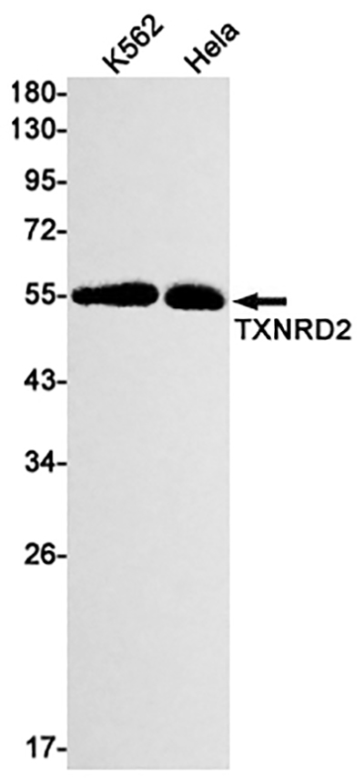 Thioredoxin Reductase 2 Rabbit Monoclonal Antibody | 兔单抗 | EnkiLife恩玑生命