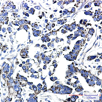 Thioredoxin Reductase 2 Rabbit Monoclonal Antibody | 兔单抗 | EnkiLife恩玑生命