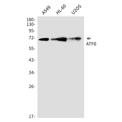 ATF6 Rabbit Monoclonal Antibody | 兔单抗 | EnkiLife恩玑生命