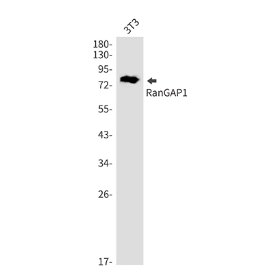 RanGAP1 Rabbit Monoclonal Antibody | 兔单抗 | EnkiLife恩玑生命