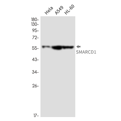 SMARCD1 Rabbit Monoclonal Antibody | 兔单抗 | EnkiLife恩玑生命