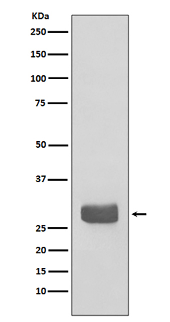 14-3-3 epsilon (1W4) Rabbit Monoclonal Antibody | 兔单抗 | EnkiLife恩玑生命