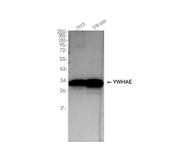 14-3-3 epsilon (1W4) Rabbit Monoclonal Antibody | 兔单抗 | EnkiLife恩玑生命