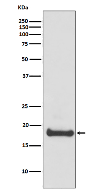 ARF6 (19O13) Rabbit Monoclonal Antibody | 兔单抗 | EnkiLife恩玑生命