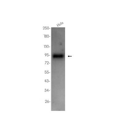 CD239 (15I11) Rabbit Monoclonal Antibody | 兔单抗 | EnkiLife恩玑生命