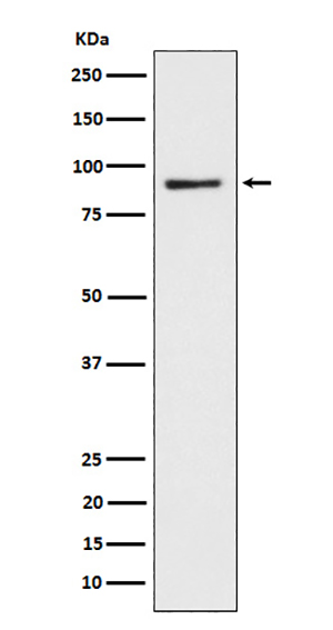 CD239 (15I11) Rabbit Monoclonal Antibody | 兔单抗 | EnkiLife恩玑生命