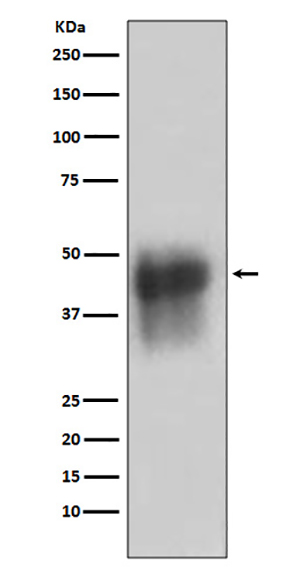 CD46 (12M15) Rabbit Monoclonal Antibody | 兔单抗 | EnkiLife恩玑生命