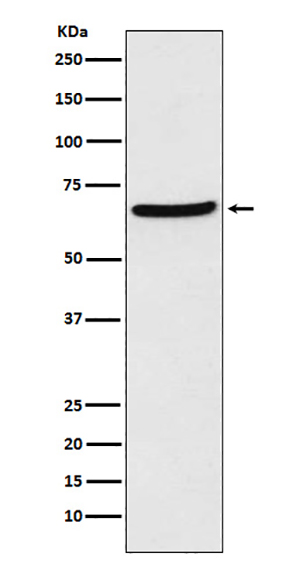 CDT1 (3N6) Rabbit Monoclonal Antibody | 兔单抗 | EnkiLife恩玑生命