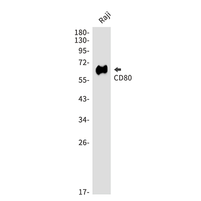 CD80 Rabbit Polyclonal Antibody | 兔多抗 | EnkiLife恩玑生命