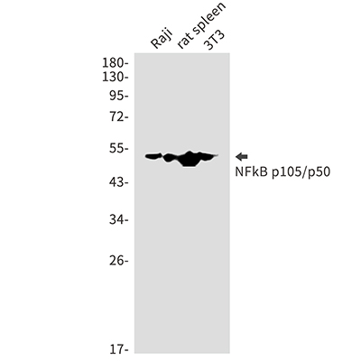 NF-KB p105 Rabbit Polyclonal Antibody | 兔多抗 | EnkiLife恩玑生命
