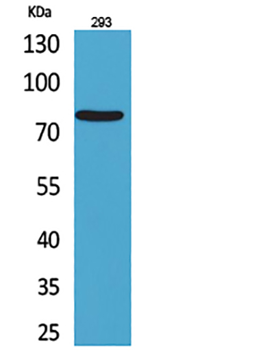 Bcl6 Rabbit Polyclonal Antibody | 兔多抗 | EnkiLife恩玑生命