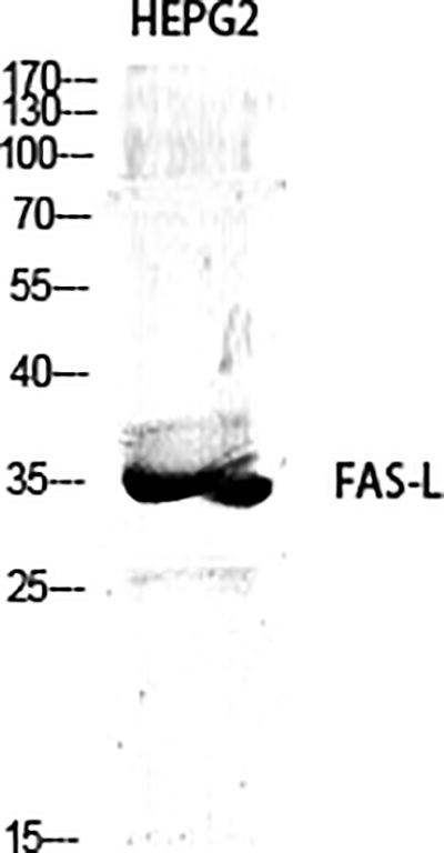 Fas Ligand Rabbit Polyclonal Antibody | 兔多抗 | EnkiLife恩玑生命