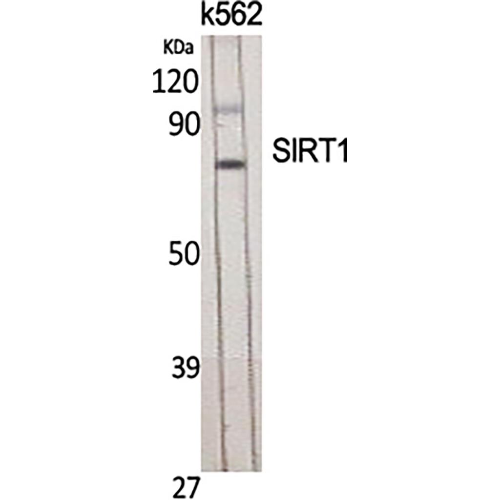 SIRT1 Rabbit Polyclonal Antibody | 兔多抗 | EnkiLife恩玑生命