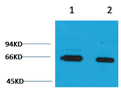 Bovine Serum Albumin Rabbit Polyclonal Antibody | 兔多抗 | EnkiLife恩玑生命