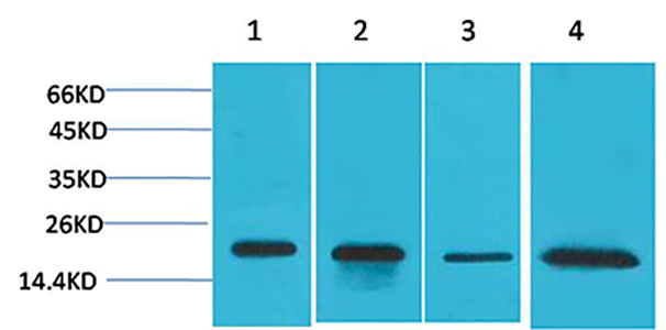 Superoxide Dismutase 1 Rabbit Polyclonal Antibody | 兔多抗 | EnkiLife恩玑生命