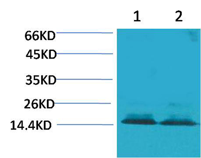 Histone H3 (Citruline R2+R8+R17) Rabbit Polyclonal Antibody | 兔多抗 | EnkiLife恩玑生命