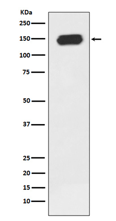 PLCG1 Rabbit Polyclonal Antibody | 兔多抗 | EnkiLife恩玑生命