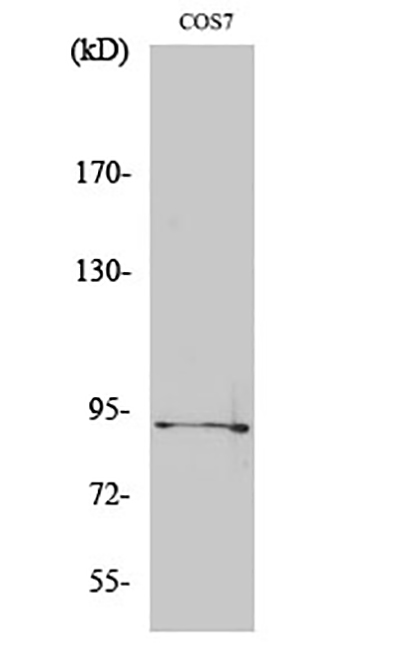 Phospho-Sp1 (Thr739) Rabbit Polyclonal Antibody | 兔多抗 | EnkiLife恩玑生命