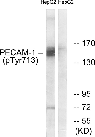 Phospho-CD31 (Tyr713) Rabbit Polyclonal Antibody | 兔多抗 | EnkiLife恩玑生命