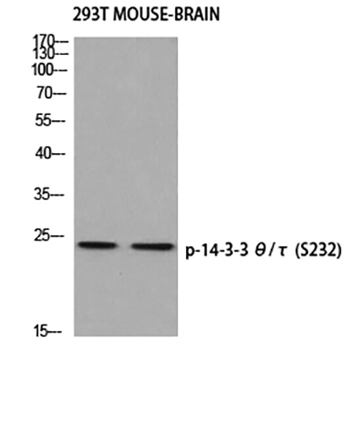 14-3-3 θ/τ (phospho Ser232) Rabbit Polyclonal Antibody | 兔多抗 | EnkiLife恩玑生命