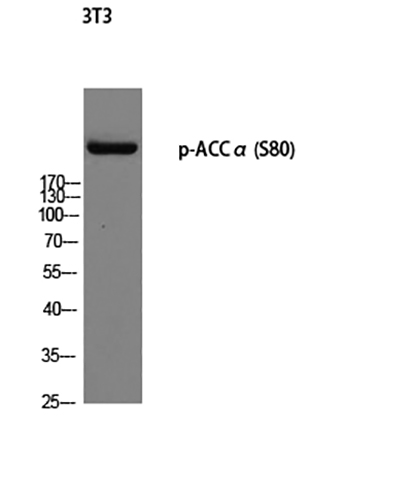 ACCα (phospho Ser80) Rabbit Polyclonal Antibody | 兔多抗 | EnkiLife恩玑生命