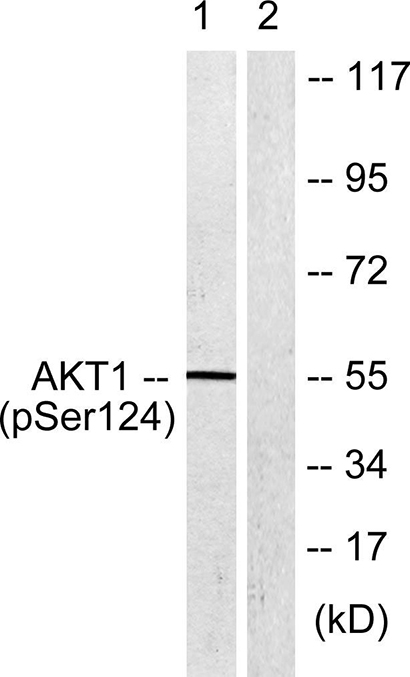 Akt (phospho Ser124) Rabbit Polyclonal Antibody | 兔多抗 | EnkiLife恩玑生命