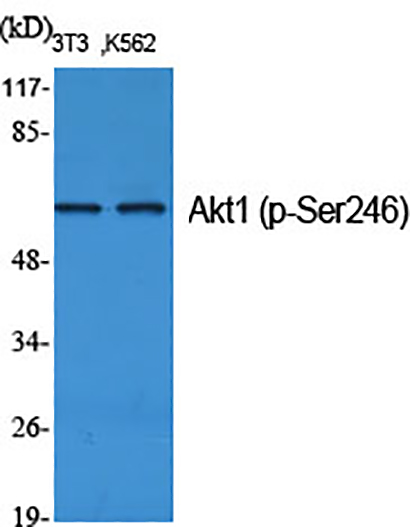 Akt1 (phospho Ser246) Rabbit Polyclonal Antibody | 兔多抗 | EnkiLife恩玑生命