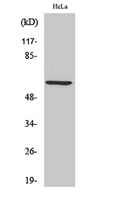Akt1 (phospho Ser246) Rabbit Polyclonal Antibody | 兔多抗 | EnkiLife恩玑生命