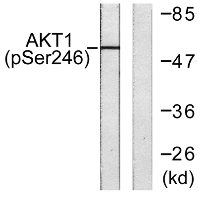 Akt1 (phospho Ser246) Rabbit Polyclonal Antibody | 兔多抗 | EnkiLife恩玑生命